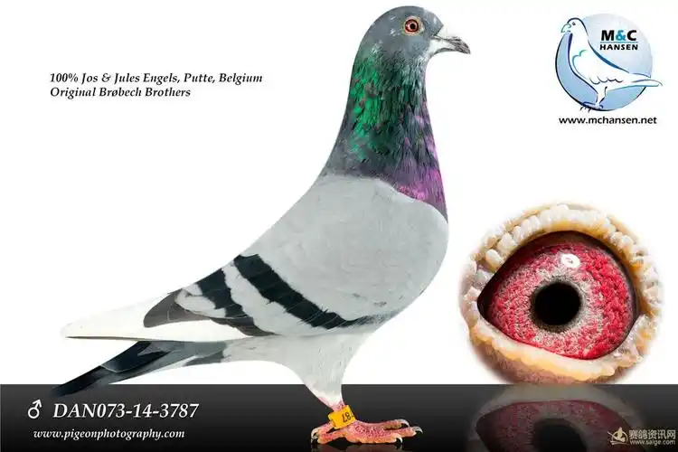 相册福洛英格斯