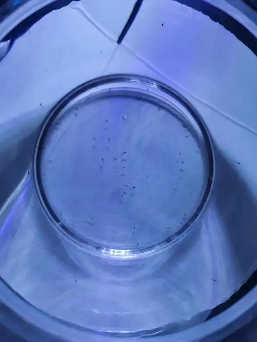 斑马鱼  #斑马鱼产卵