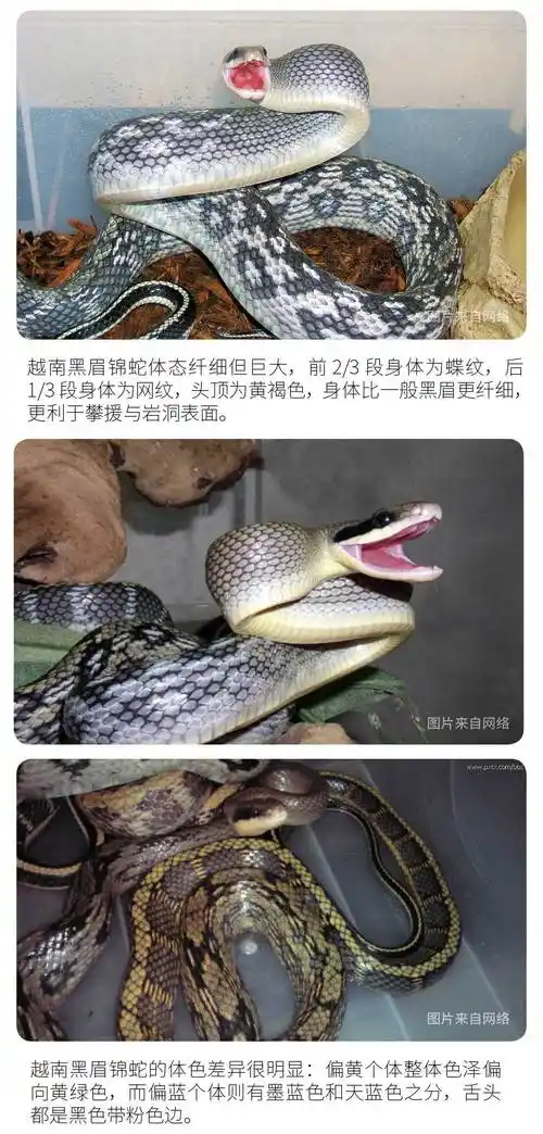 物种小谈┃越南黑眉锦蛇