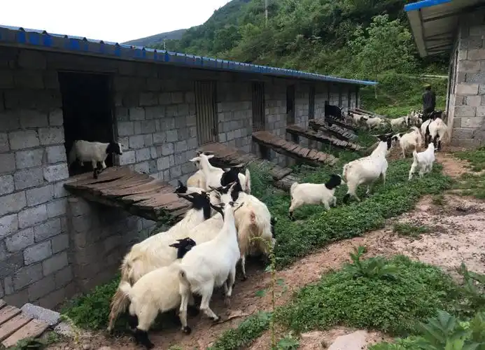 四川省冶金地质勘查局为挖曲村修建的山羊圈舍省冶金地质勘查局作为