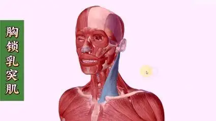 胸锁乳突肌的位置,胸锁乳突肌的功能,胸锁乳突肌的激痛点,胸锁乳突肌