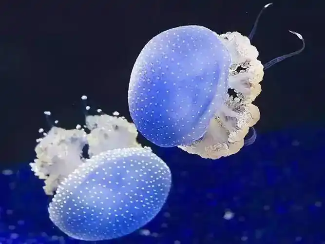 彩色珍珠水母(实拍照片)大西洋水母(实拍照片)雪花水母(实拍照片)活泼