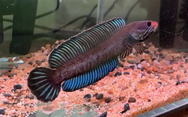 阿萨姆奶茶雷龙与血斑一型雷龙