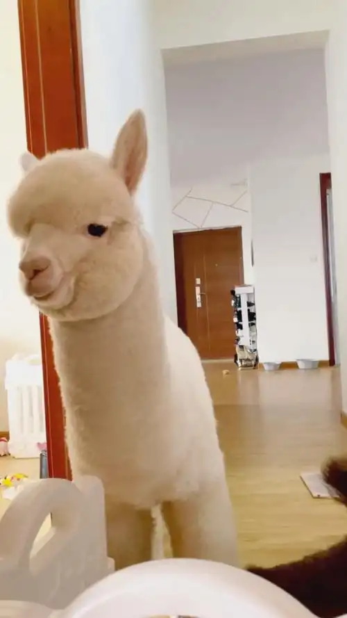家里养羊驼,每天都有可爱的起床服务