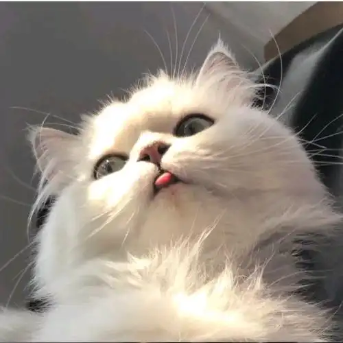 可爱小猫咪头像