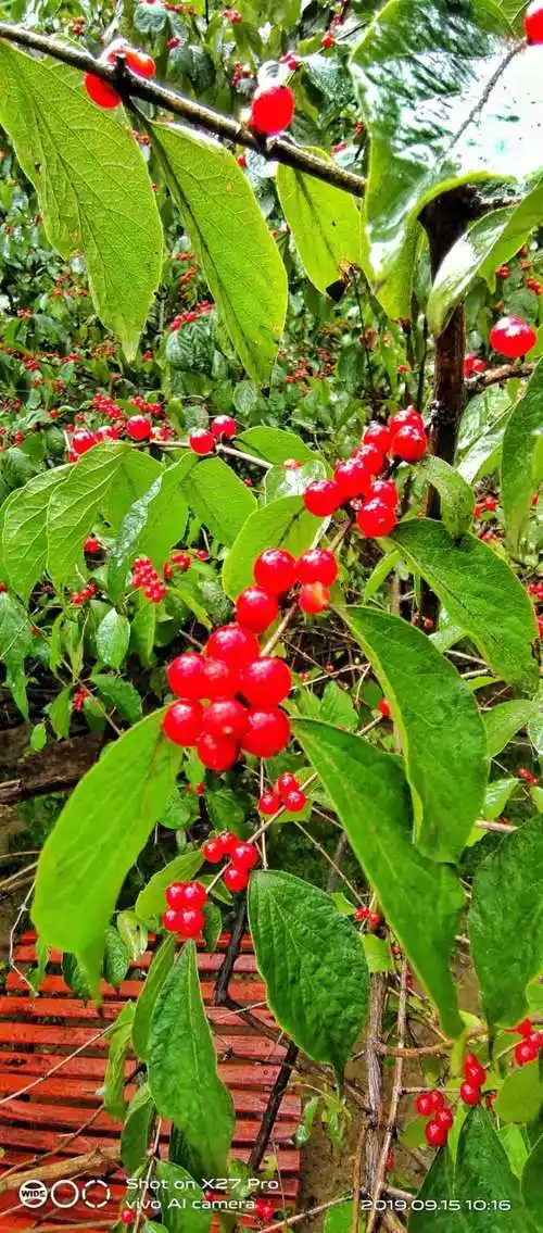 公园里金银花果实
