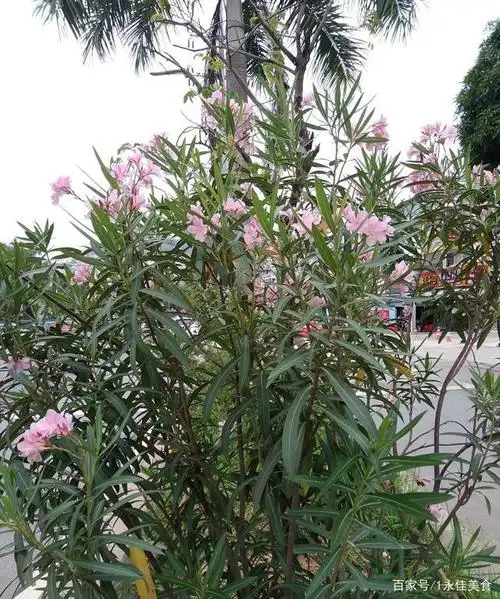 我是夹竹桃,我是美丽且有毒