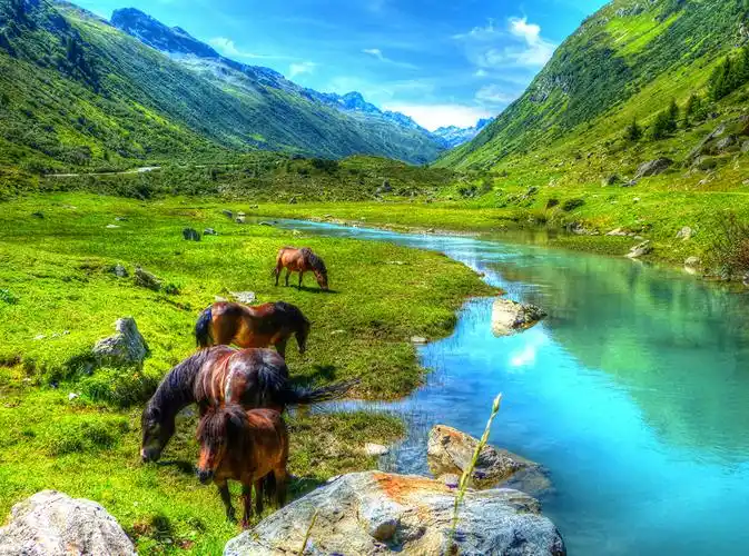 奥地利,山,草甸,马匹,池塘,风景摄影,paznauntal,大自然,动物,照片