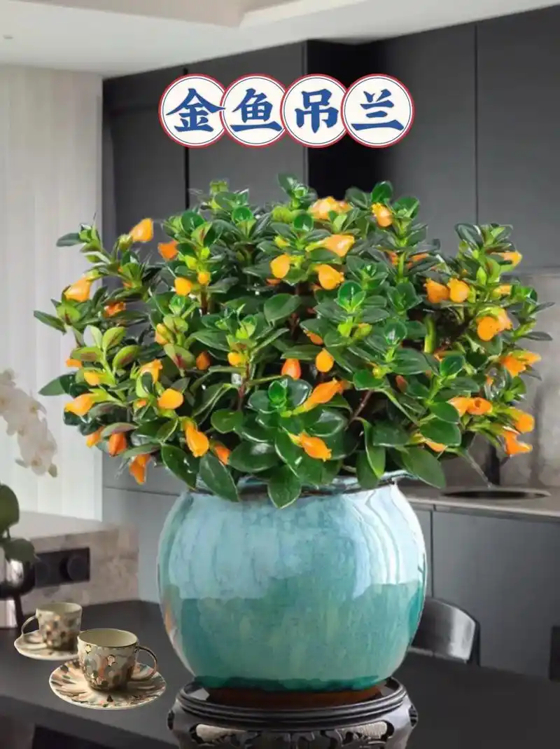 金鱼吊兰花开花朵小巧玲珑,像小鱼灵动可爱.其枝繁叶 - 抖音