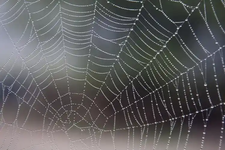 蜘蛛网唯美特写高清图片