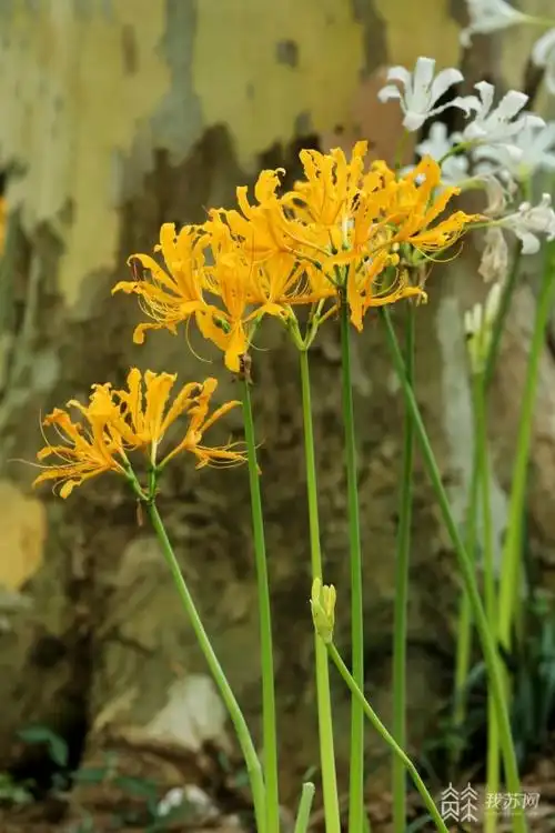 南京中山植物园迎来石蒜盛花期多个品种的石蒜悄然绽放