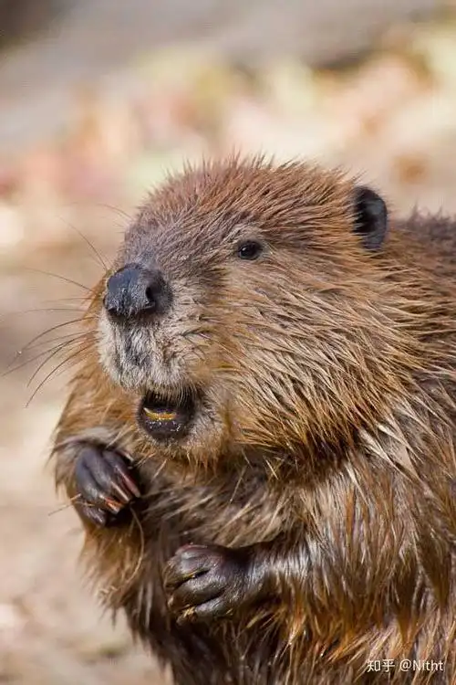 「河狸」的生活习性是怎样的,这一生物的栖居方式与哪些?