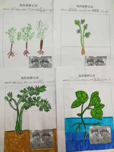 莒县第五实验小学一年级十二班科学《观察一颗植物》