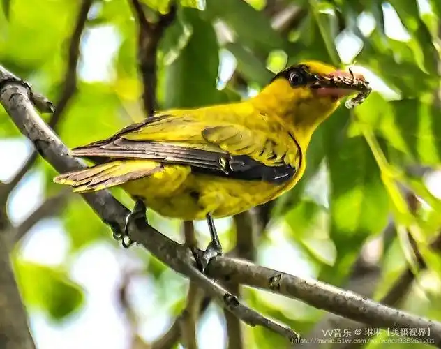 首发大自然的歌唱家――黄鹂鸟