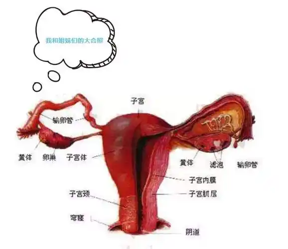 子宫写给每位女性的自白:关于我,你不知道的7件事.