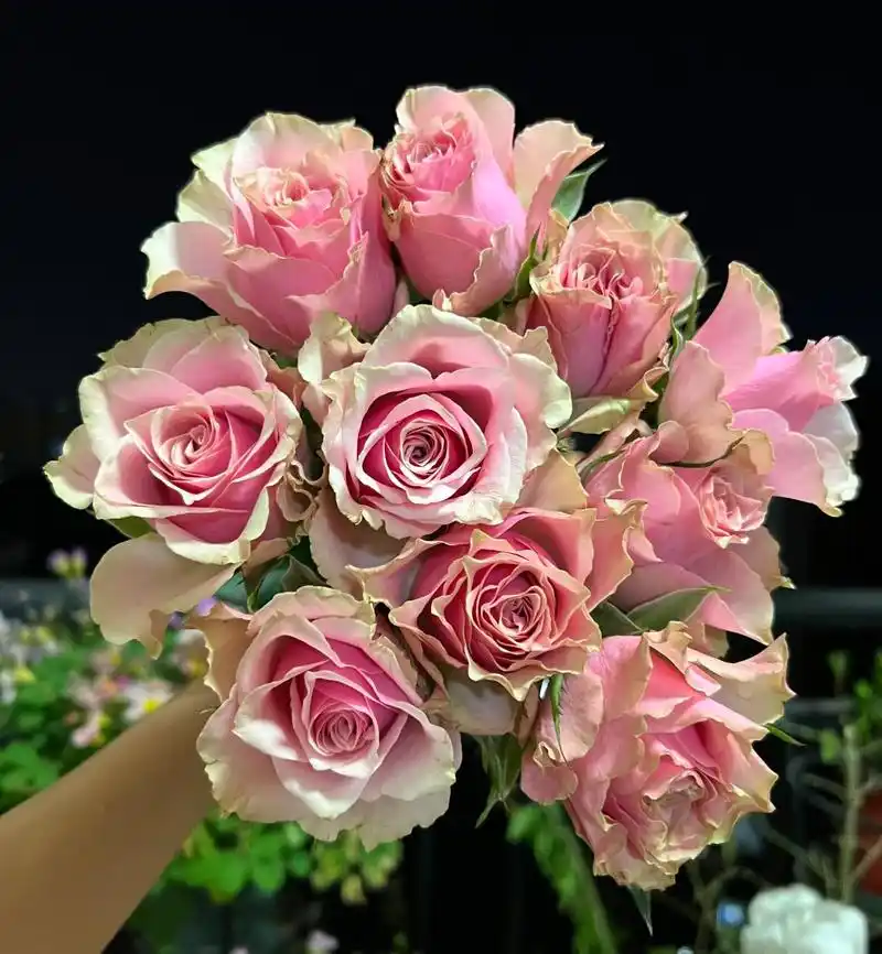 玫瑰|桃花源(迪瑞特) #解锁玫瑰# 561. 桃花源.