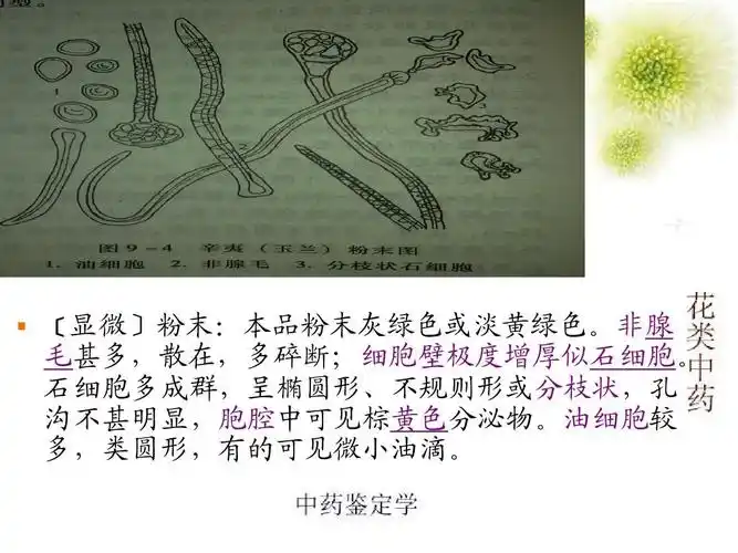 中药鉴定花类药材的鉴定ppt