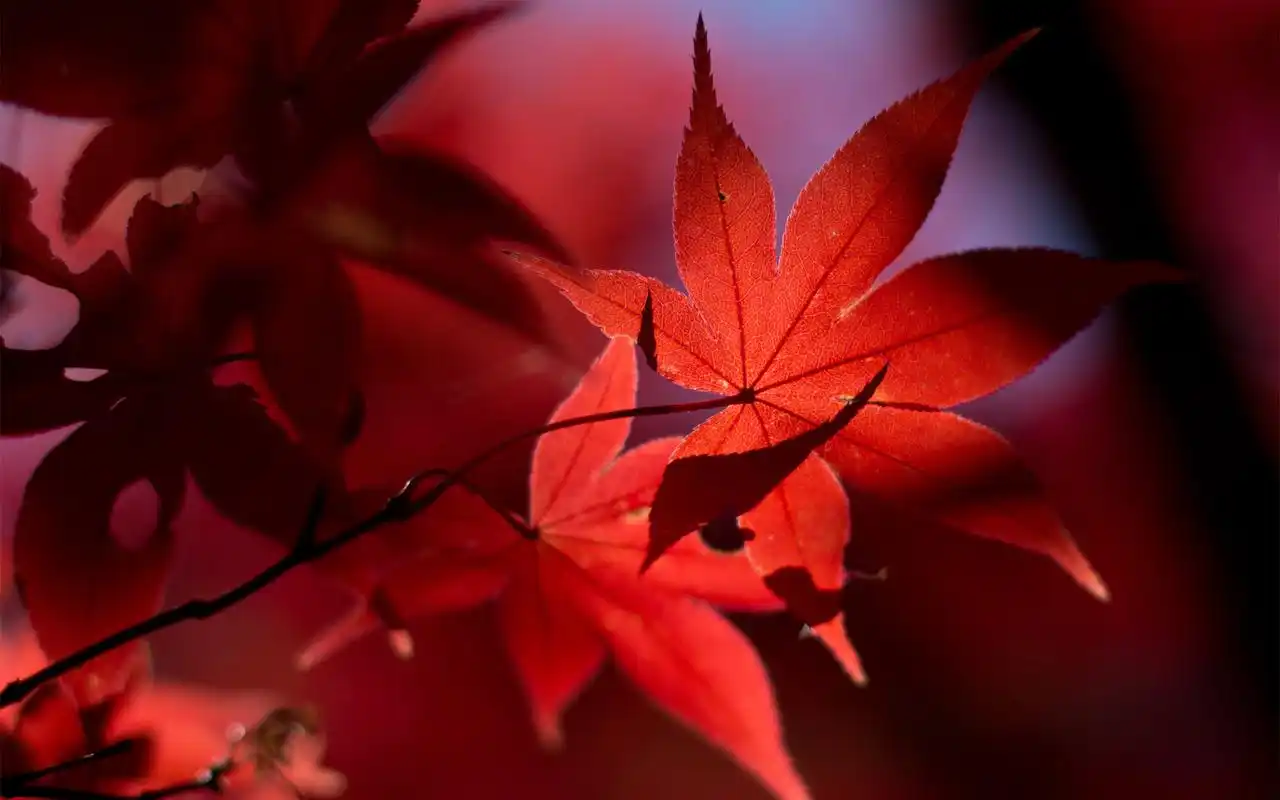 秋季小清新唯美意境火红枫叶高清桌面壁纸(二)