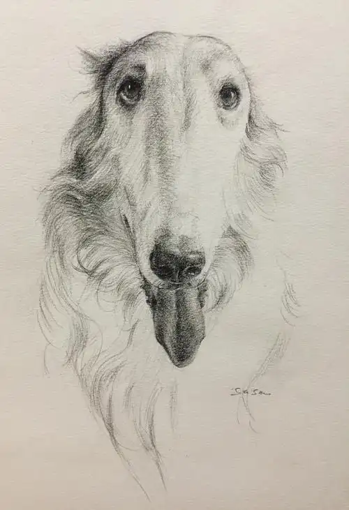 素描狗狗头像