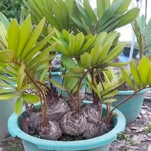 铁树盆栽植物室内四季常青日本白鳞铁树盆景大庭院铁树苗墨西哥花0人