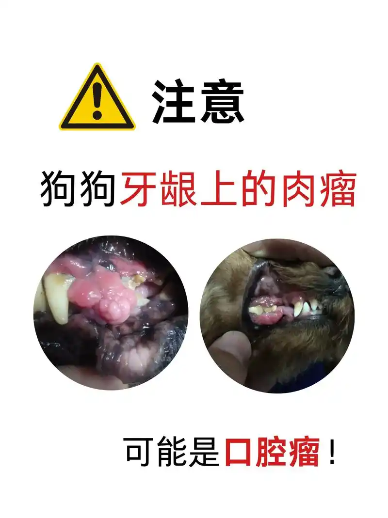 如果发现狗狗牙龈上有 - 抖音