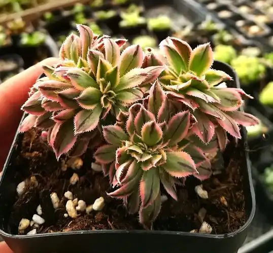 绿植灿烂缀化新款稀有货多植物防辐射多肉植物