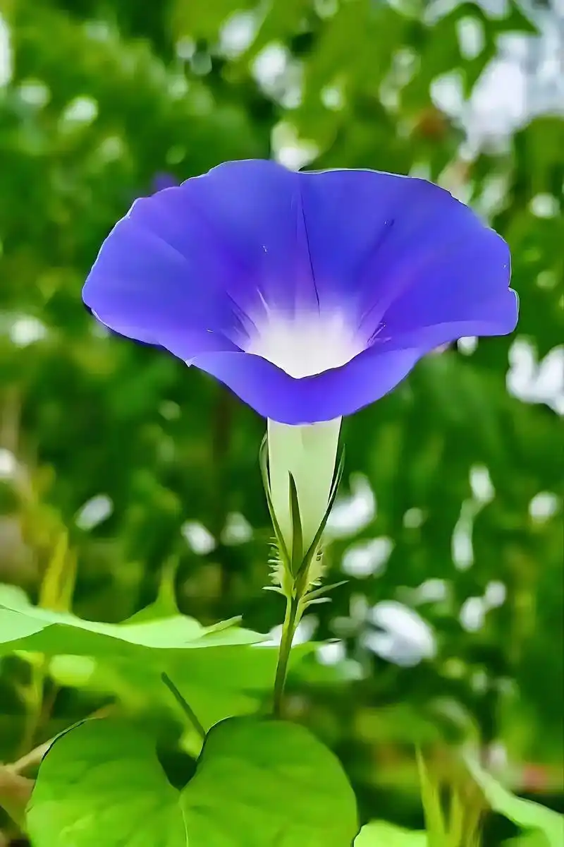 喇叭花.童年一闪即逝,幸福记忆的色彩永不褪色;打开童年梦境, - 抖音