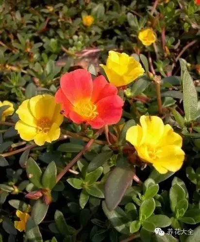 半枝莲(太阳花)