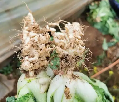 奶白菜根部出现肿大畸形状这是根肿病危害提前预防很关键