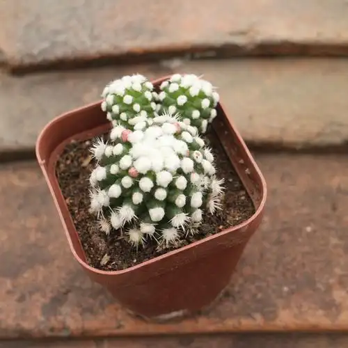 稀有仙人球 新手大额优惠券