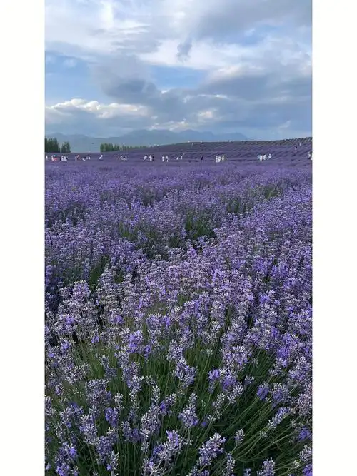 伊犁的薰衣草开啦
