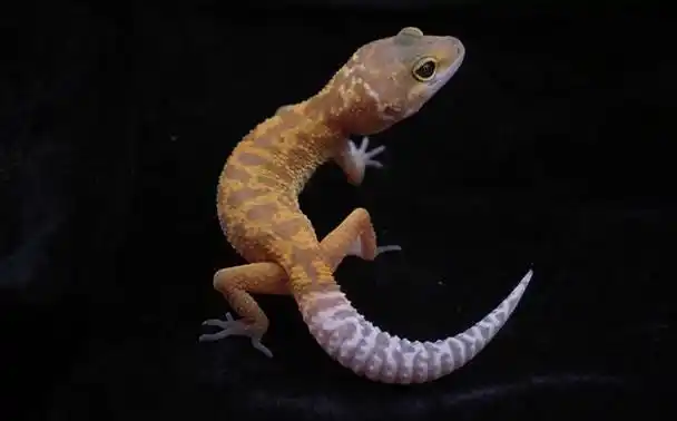 纳入"五毒"的壁虎