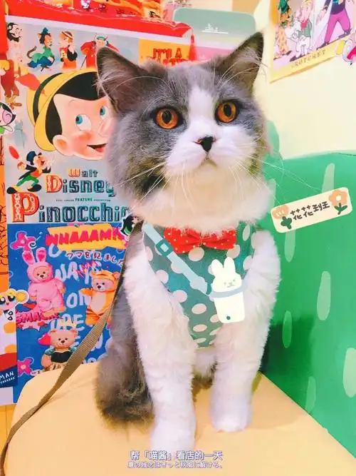 富贵儿在喵酱营业的时间短之又短去隔壁洗了个香香澡洗的全过程被团团