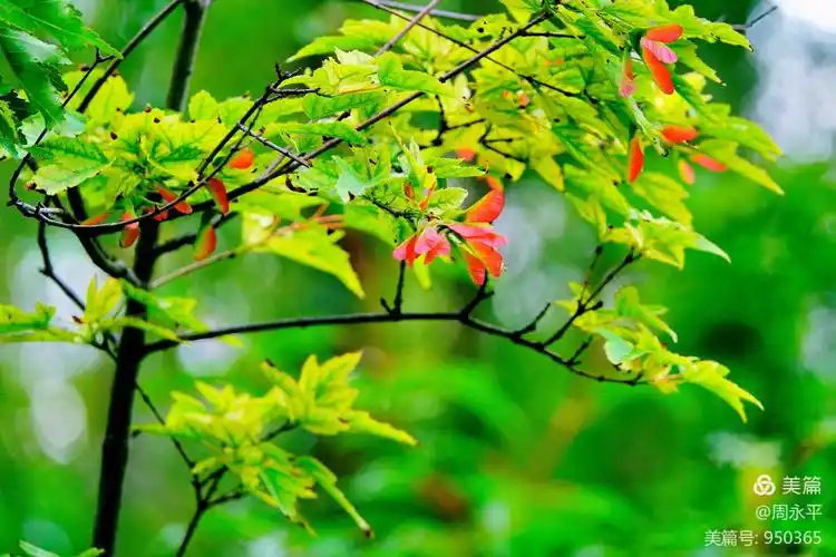 枫树叶果夏季红