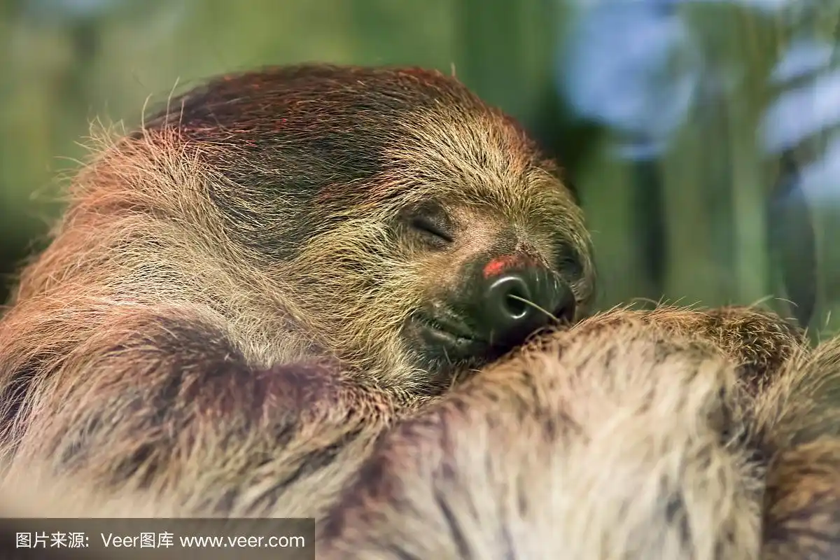 快乐的梦想.可爱的树懒动物睡觉的柔软梦幻的形象