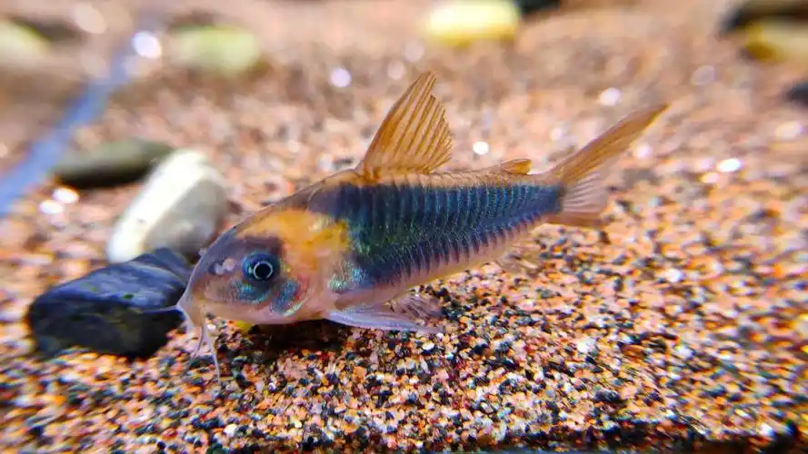 鼠鱼微距下的尼青