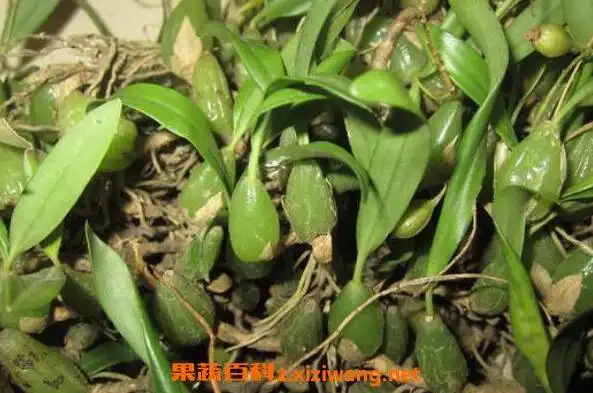 石黄皮图片石黄皮的功效与作用