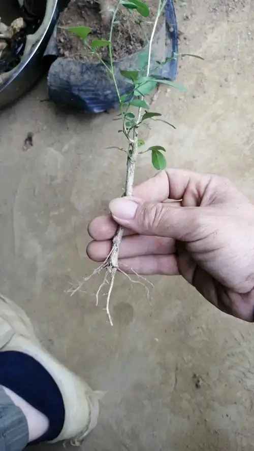 盆景#九里香扦插繁殖