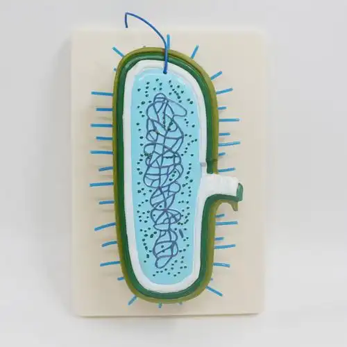 30409310201细菌模型2020新课标中学生物教学仪器实验器材育才