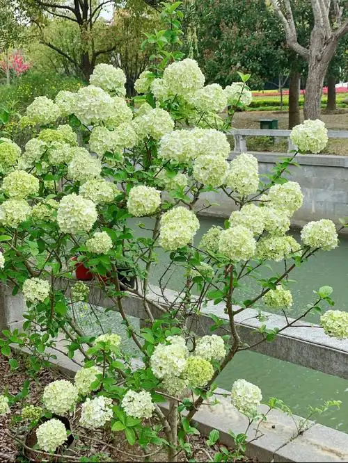 我的中华木绣球