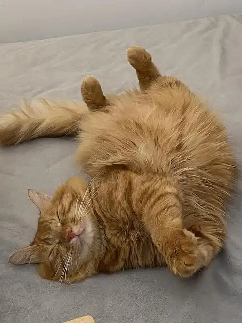 狮子橘猫广州自提