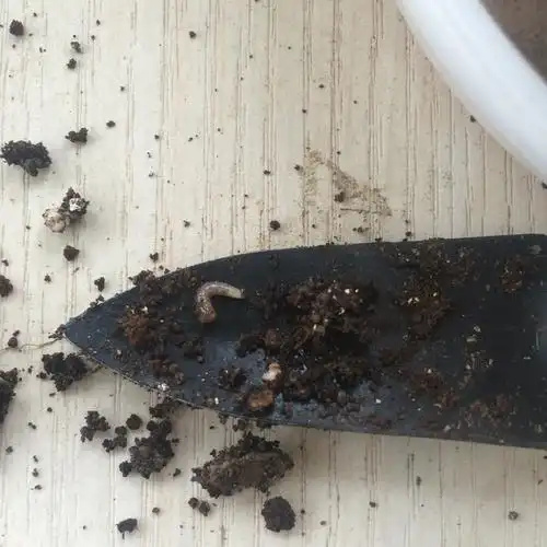 花盆里有白色的小蠕虫 分布在土表 挖了好恶心 怎么.