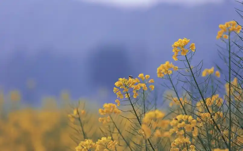 优美迷人的油菜花1366x768分辨率下载,优美迷人的油菜花,壁纸,图片