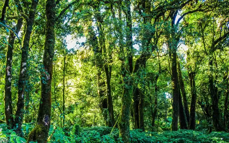 漂亮的热带雨林风光高清桌面壁纸