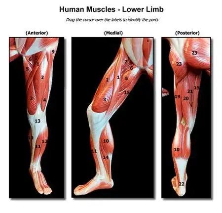 p data-id="gnbhky5baj">半腱肌,顾名思义,肌腱占此肌长度几达一半.