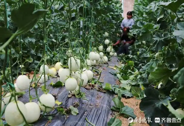 情报站舌尖上的甜蜜济南黄河岸边大棚甜瓜成熟香飘四方