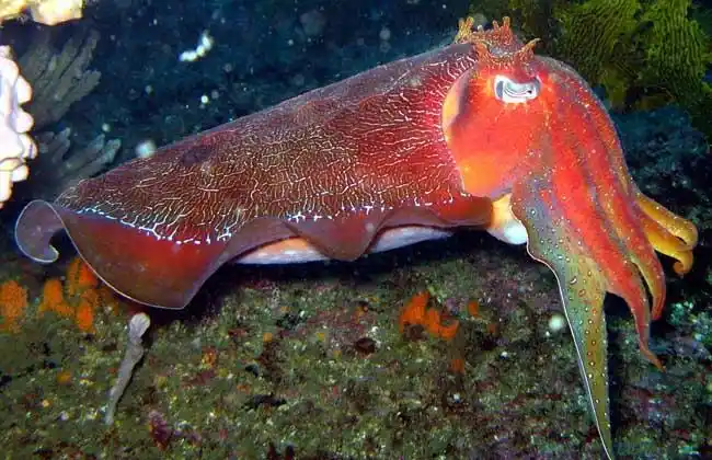 乌贼种类图片大全