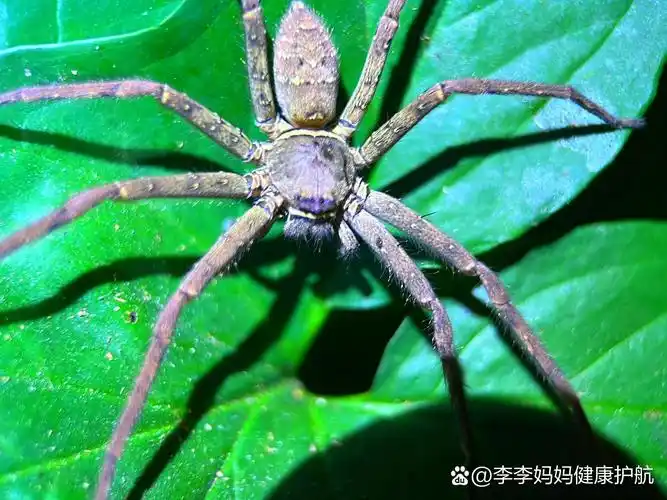 自然昆虫小知识:白额高脚蛛     白额高脚蛛(不属于昆虫纲,属蛛形纲)