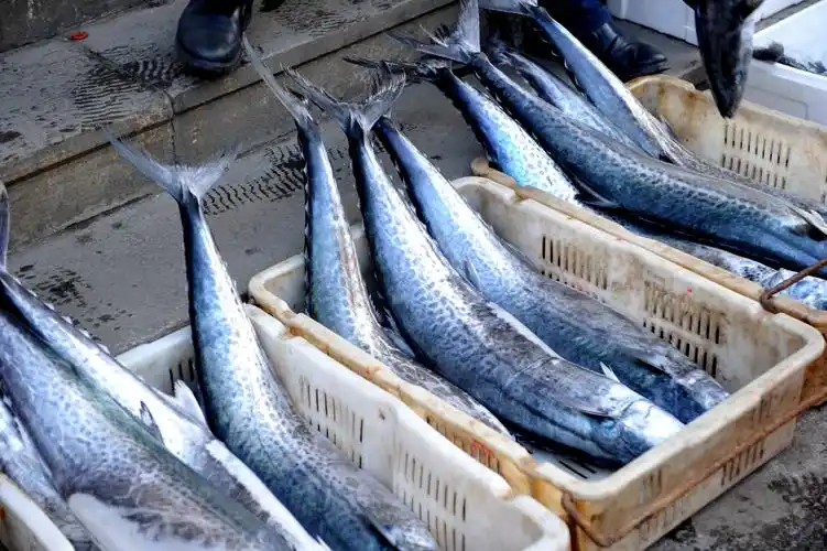 鲅鱼送丈人噱头不再价格便宜三分之一青岛大妈烹饪有绝招