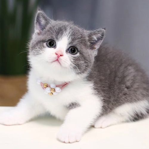 美国短毛蓝猫纯种美短蓝白活体幼猫家养宠物猫咪